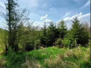Prodej lesa, Rovná, 12639 m2