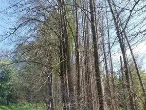 Prodej lesa, Rovná, 12639 m2