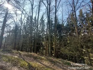 Prodej lesa, Hořepník, 21060 m2