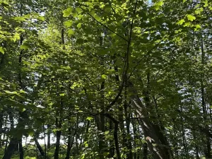 Prodej podílu lesa, Kněžmost, 1568 m2