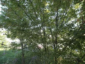 Pronájem bytu 2+kk, Praha - Řepy, Laudova, 60 m2