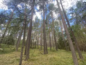 Prodej lesa, Chlumany, 4760 m2