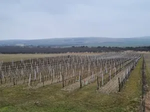 Prodej sadu/vinice, Velké Němčice, 90000 m2