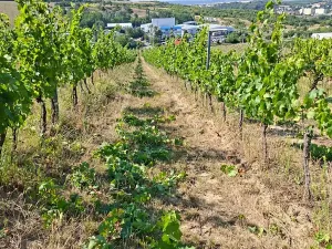 Prodej sadu/vinice, Velké Němčice, 90000 m2