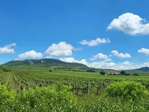 Prodej sadu/vinice, Perná, 132000 m2
