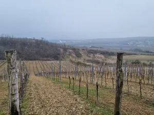 Prodej sadu/vinice, Perná, 132000 m2
