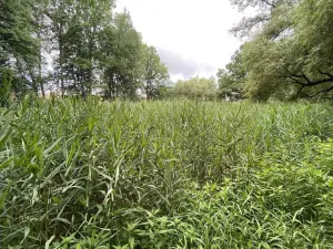 Prodej louky, Nové Hrady - Štiptoň, 4246 m2