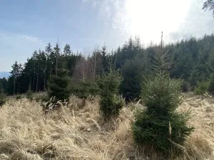Prodej louky, Městečko Trnávka - Lázy, 1410 m2