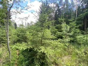 Prodej lesa, Slabčice - Nemějice, 1272 m2