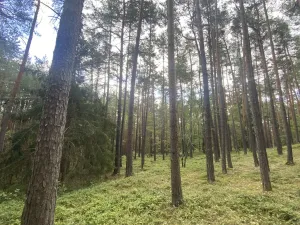 Prodej lesa, Chlumany, 4760 m2