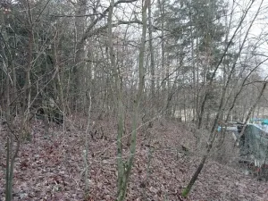 Prodej lesa, Kožlí, 278 m2