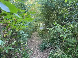 Prodej lesa, Štíty, 373 m2