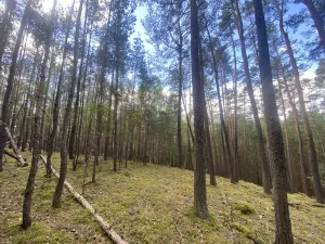Prodej lesa, Chlumany, 4406 m2