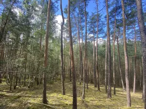 Prodej lesa, Chlumany, 4406 m2