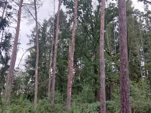 Prodej lesa, Rybníky, 27968 m2