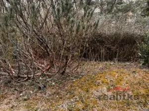 Prodej chaty, Světlá Hora - Dětřichovice, 40 m2