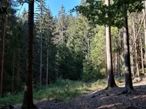 Prodej lesa, Hlavňovice, 56930 m2