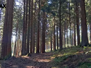 Prodej lesa, Hlavňovice, 56930 m2