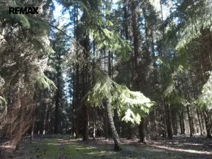 Prodej lesa, Hlavňovice, 28701 m2