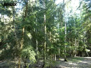 Prodej lesa, Hlavňovice, 28701 m2