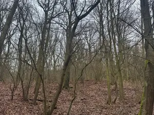 Prodej lesa, Ústí nad Labem, 36788 m2