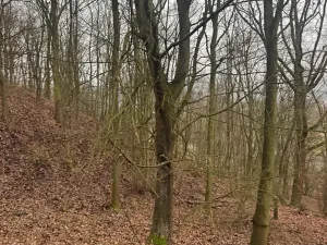Prodej lesa, Ústí nad Labem, 36788 m2
