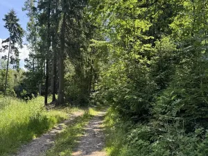 Prodej podílu lesa, Zádolí, 12979 m2