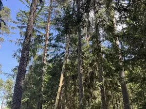 Prodej podílu lesa, Zádolí, 12979 m2