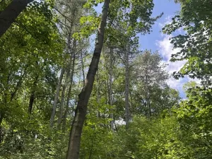 Prodej lesa, Kněžnice, 6851 m2