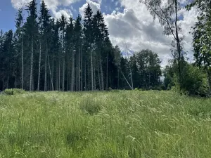 Prodej podílu lesa, Kramolín, 1401 m2