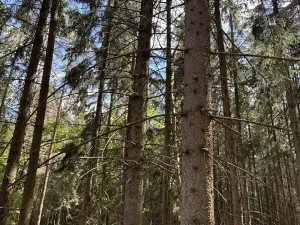 Prodej podílu lesa, Kramolín, 1401 m2