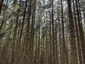 Prodej podílu lesa, Kramolín, 1401 m2