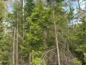 Prodej lesa, Žirovnice, 2374 m2