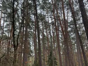 Prodej podílu lesa, Koloveč, 11497 m2