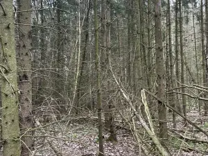 Prodej lesa, Hradiště, 3845 m2