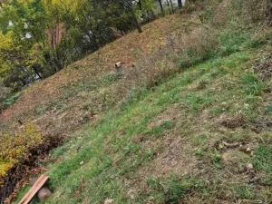 Prodej zahrady, Brno, Zlatníky, 592 m2