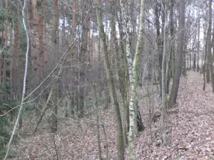 Prodej lesa, Křečovice - Nahoruby, 28299 m2