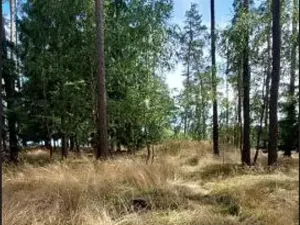 Prodej lesa, Červená Řečice, 1375 m2