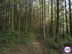 Prodej lesa, Lázně Toušeň, 8844 m2