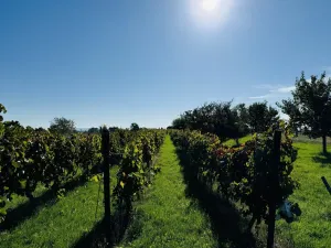 Prodej sadu/vinice, Týnec, Náves, 1237 m2