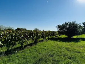 Prodej sadu/vinice, Týnec, Náves, 1237 m2