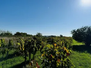 Prodej sadu/vinice, Týnec, Náves, 1237 m2