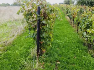 Prodej sadu/vinice, Týnec, Náves, 1237 m2