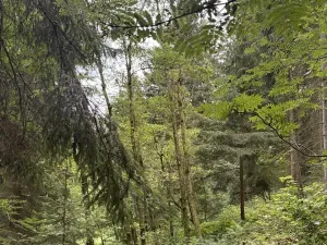Prodej lesa, Všelibice, 12954 m2