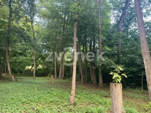 Prodej lesa, Halenkovice, 1620 m2