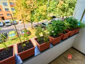 Prodej bytu 2+1, Ostrov, Masarykova, 55 m2