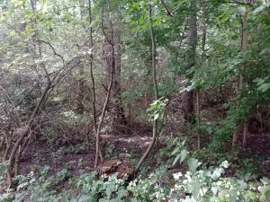 Prodej pozemku, Brod nad Dyjí, 6724 m2