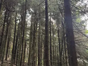 Prodej podílu lesa, Proseč pod Ještědem, 3598 m2
