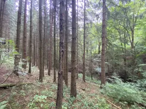 Prodej lesa, Strážná, 11485 m2