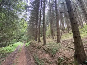 Prodej lesa, Strážná, 11485 m2